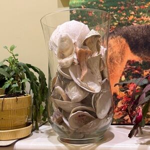 Elegant Glass Vase with Natural Shells